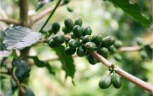 café verde