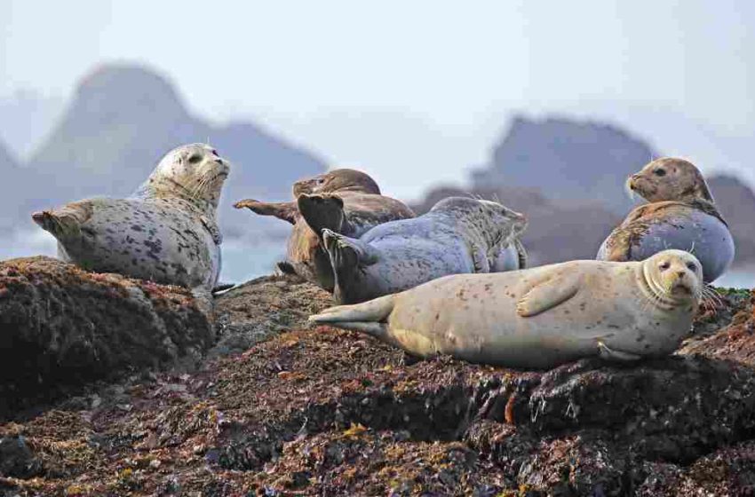  Las adorables focas científicas