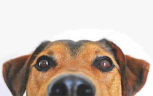 perro edad