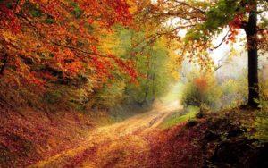 bosques secos