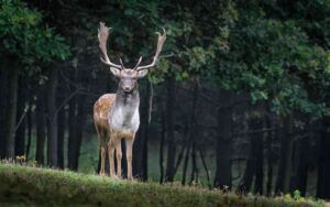 naturaleza covid-19