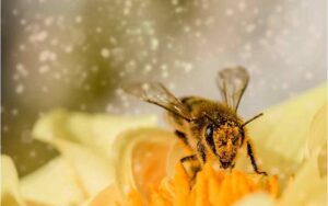 abejas