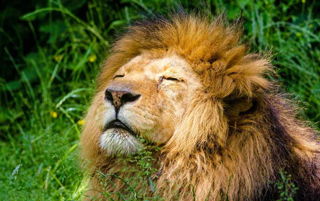 león