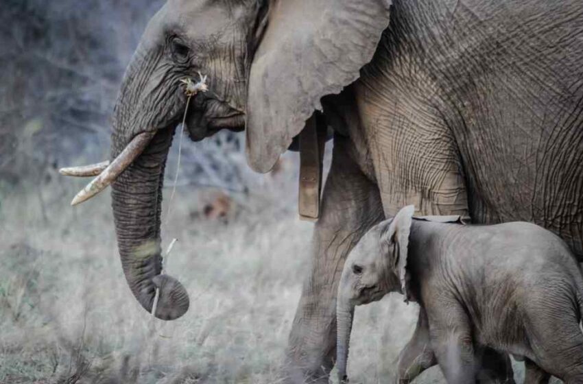  Pesticidas y muerte de elefantes