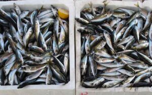 pescado calor verano
