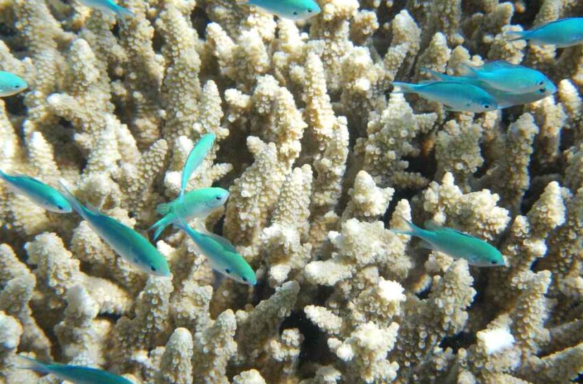 Arrecifes de coral