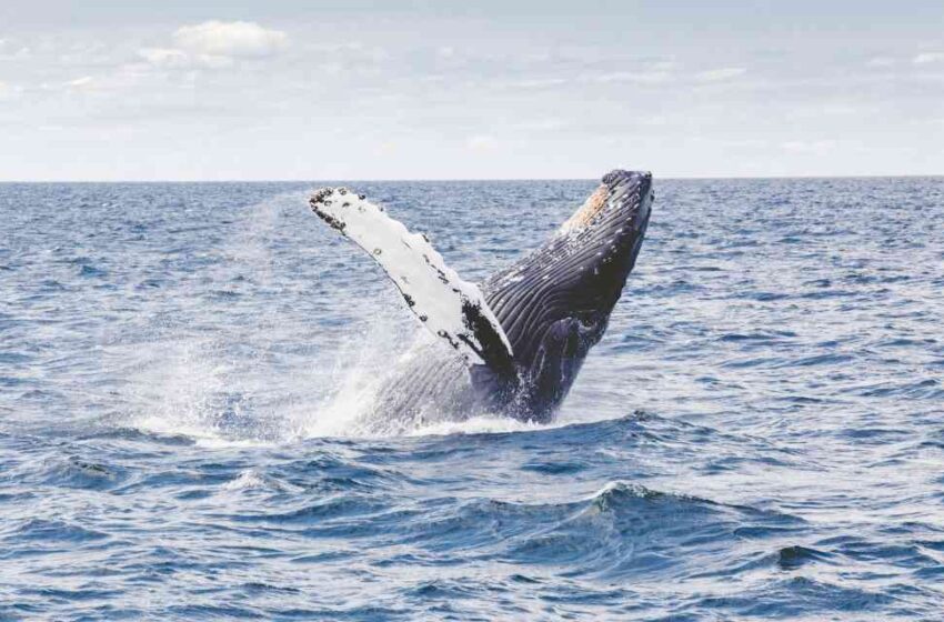  Ballenas llegan a litoral brasileño
