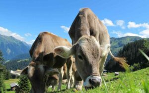vacas leche
