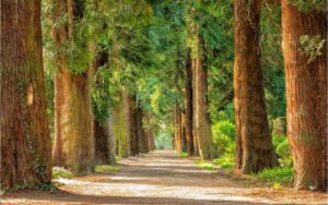 Etiopía reforestación