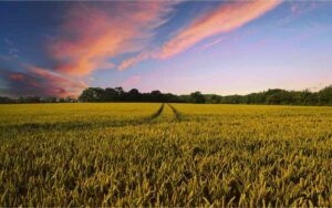cultivos biodiversidad