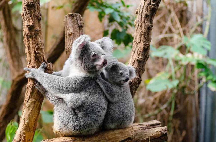  El koala está en peligro de extinción
