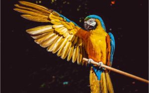 animales curiosidades
