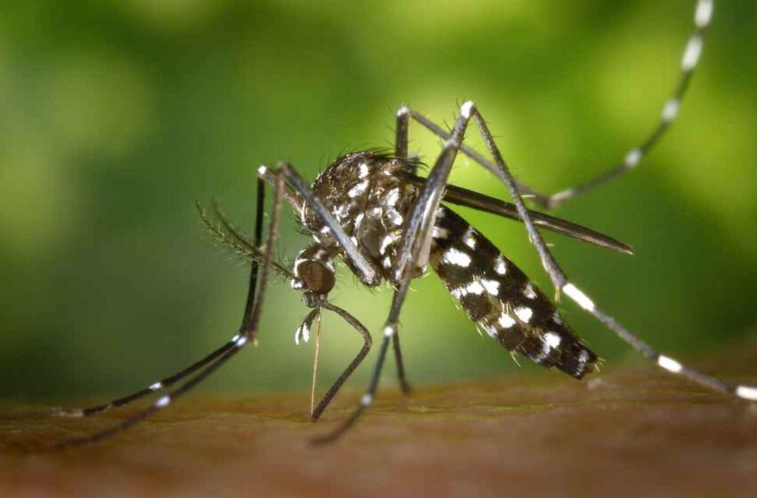  Virus del Nilo Occidental