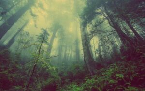 destrucción naturaleza