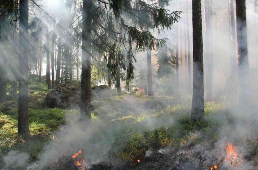  Incendio forestal quema miles de hectáreas