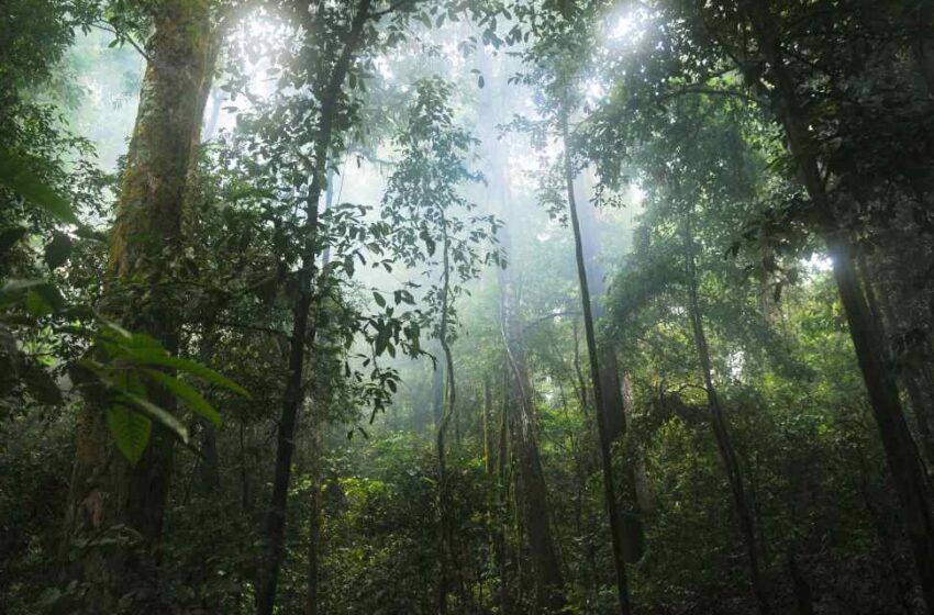  Restauración de los bosques tropicales