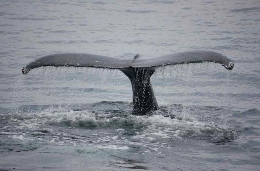  Ballenas varadas son rescatadas