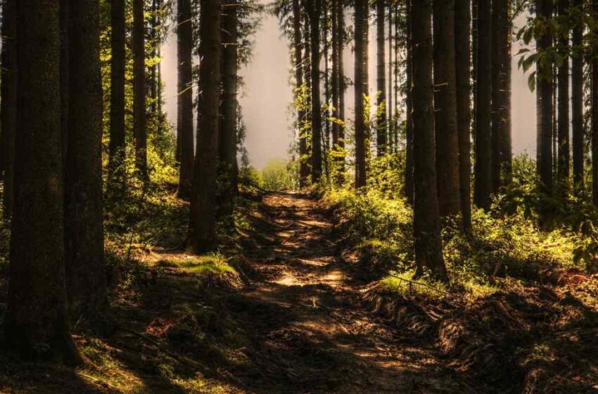  Bosques queretanos a la baja