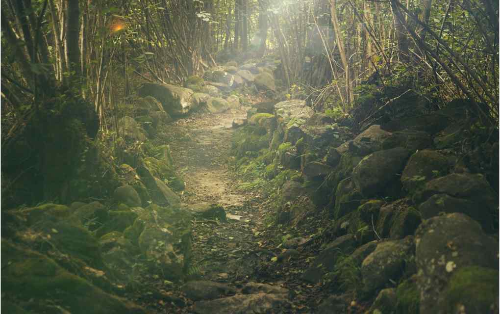 Bosques queretanos