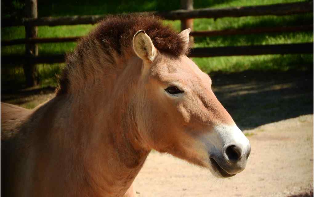 caballo de Przewalski