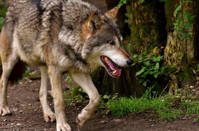  Suiza niega la caza de lobos