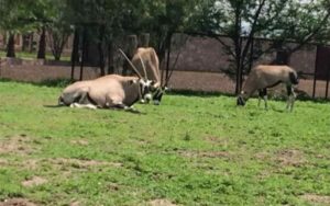 Zoológico Wamerú