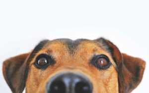 mascotas adoptadas