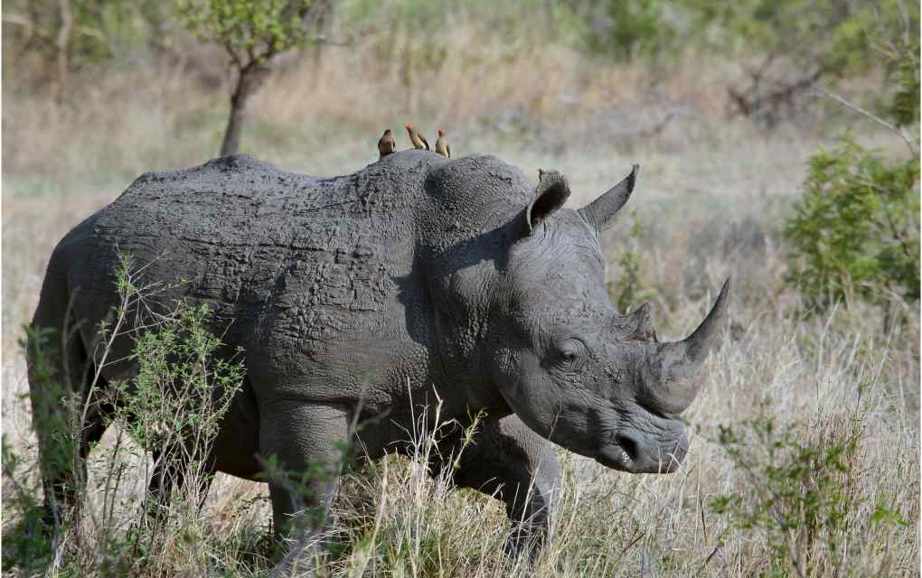 Namibia rinoceronte