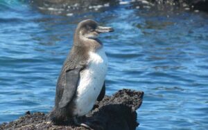 Pingüinos Galápagos