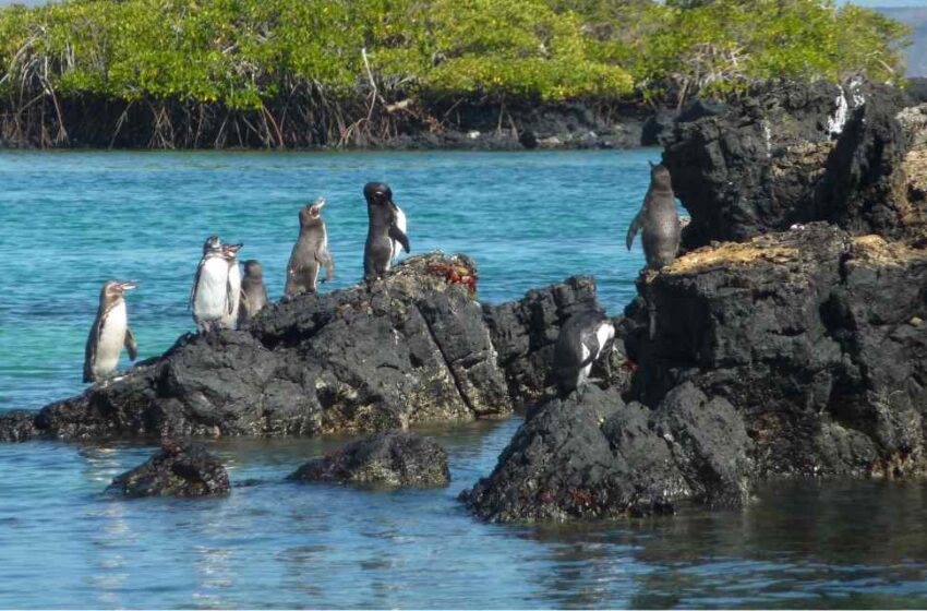  Pingüinos abarrotan Galápagos