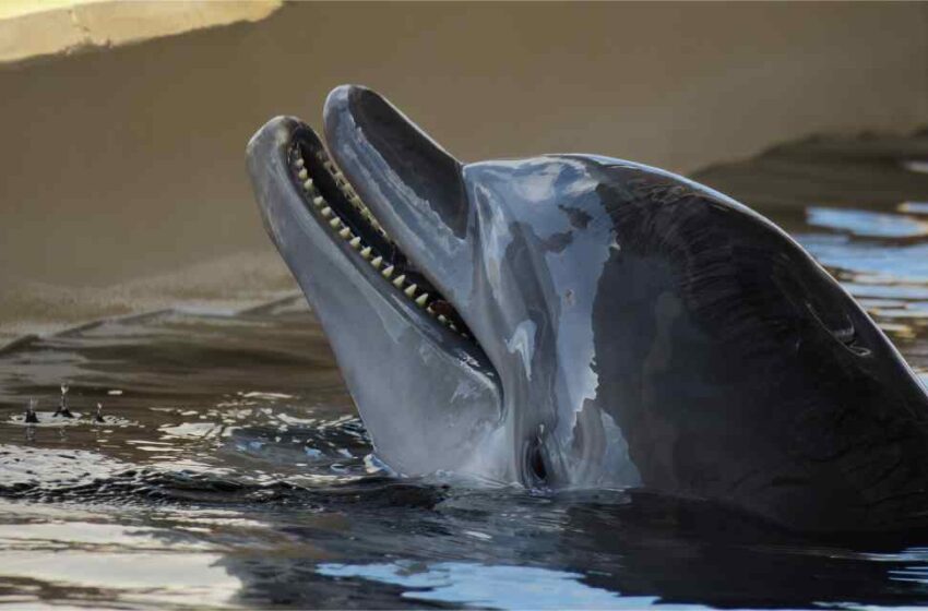  Delfines nariz de botella en peligro