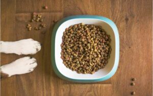 comida de mascotas