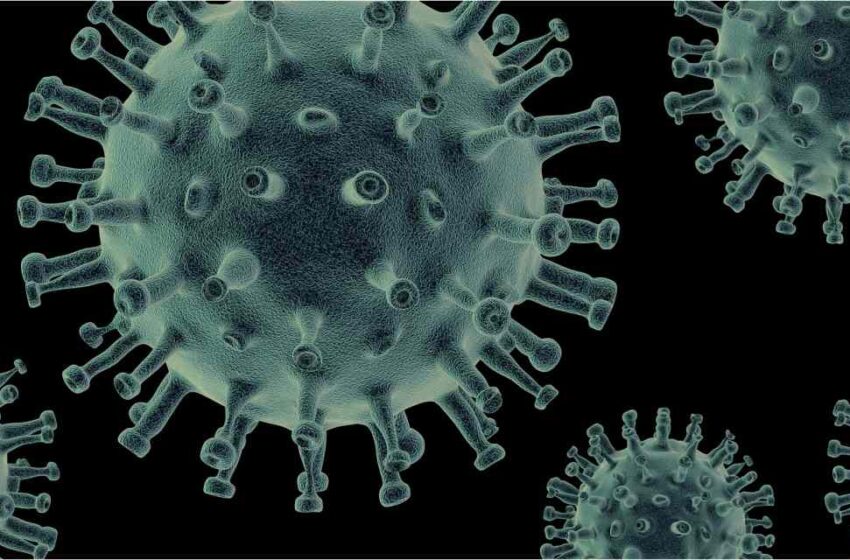 Los virus en la naturaleza