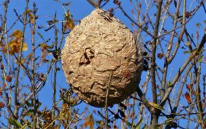 Especies invasoras