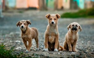 Adopta no compres