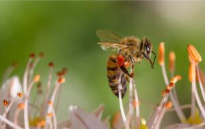Operación Polinizador abejas